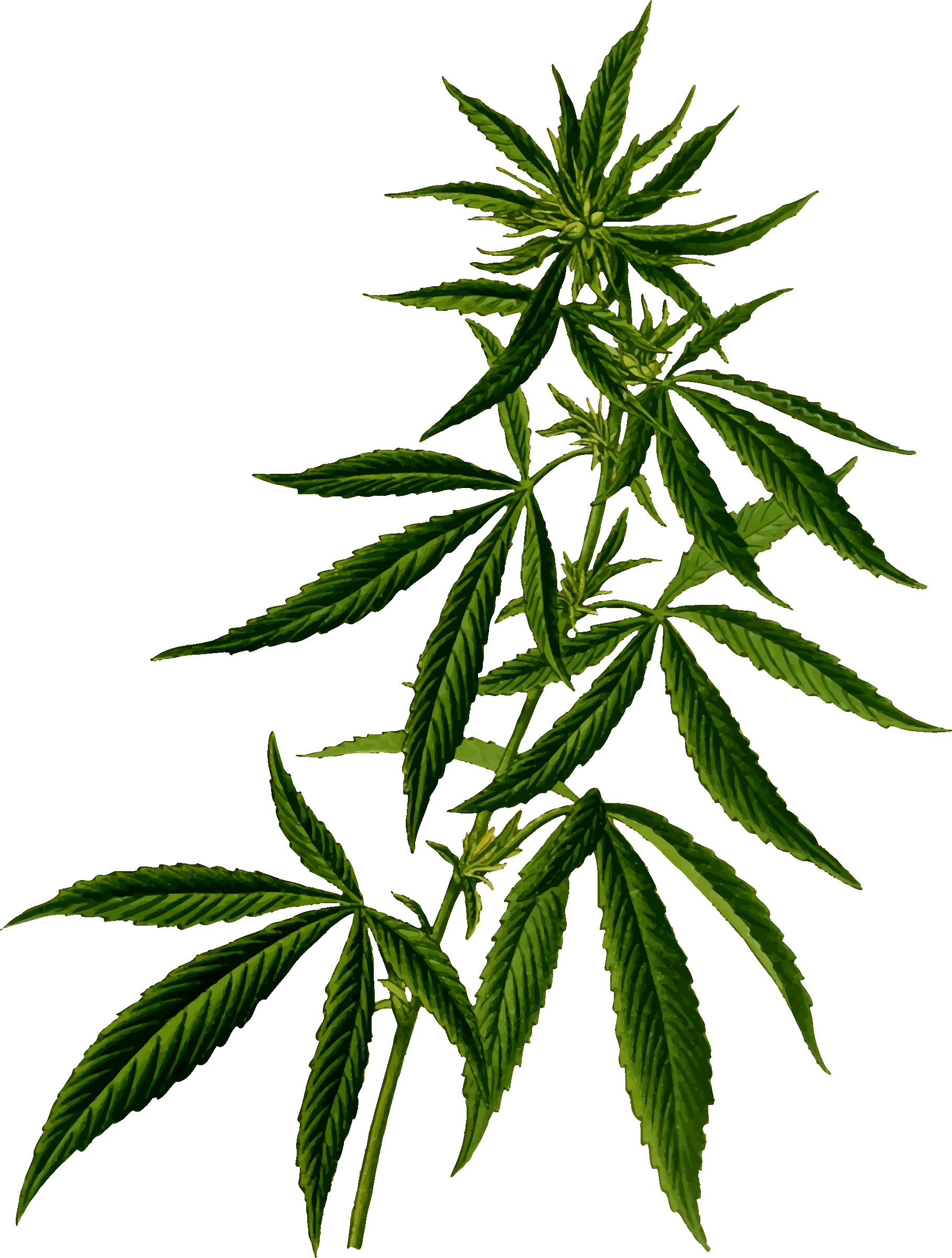 Cannabis PNG Image.