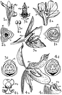 Cannaceae, Marantaceae, and Orchidaceae Orders.