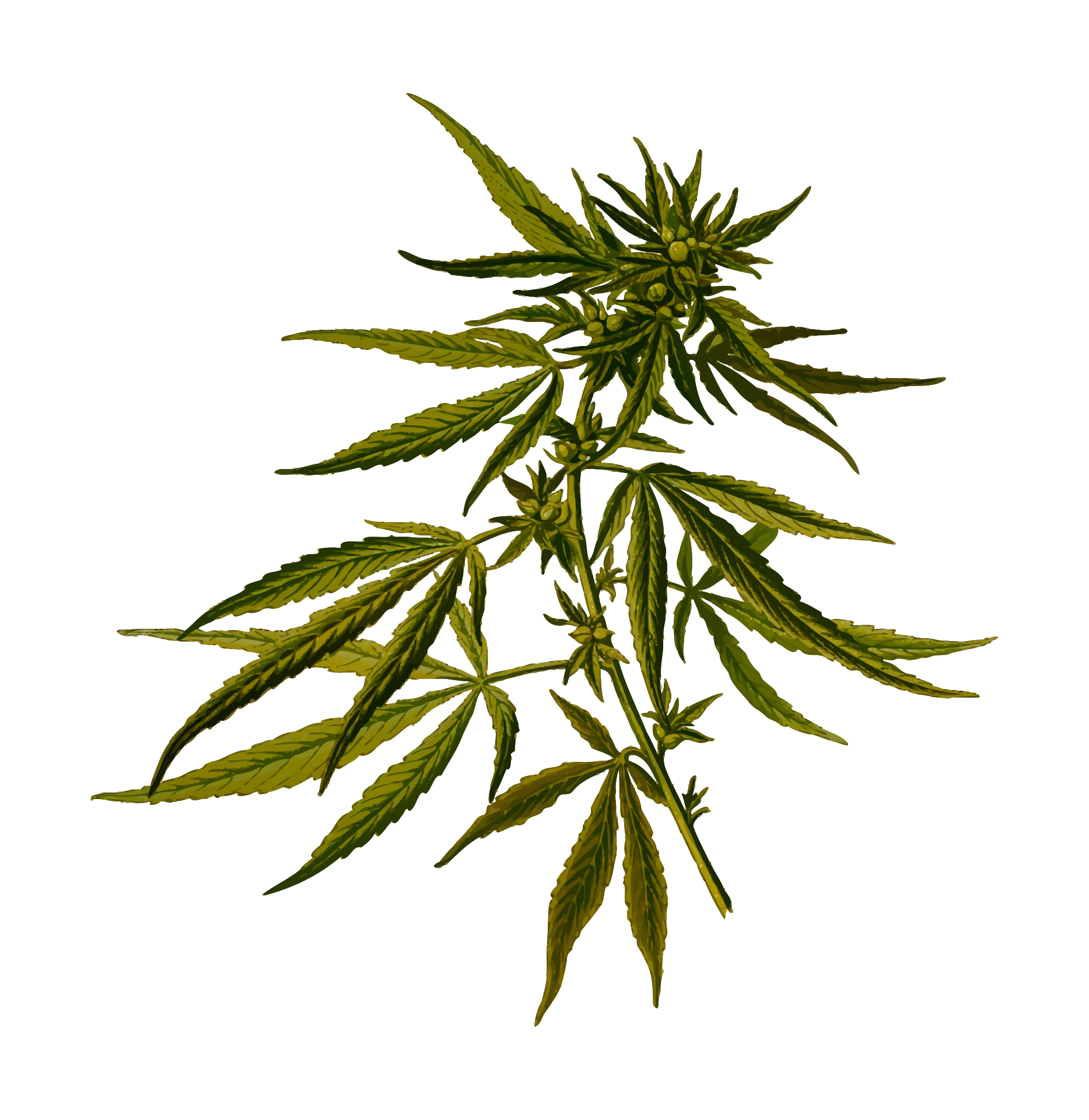 Green cannabis clipart free image.