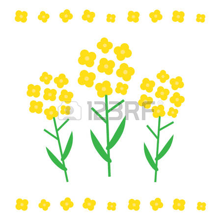 114 Canola Stock Vector Illustration And Royalty Free Canola Clipart.