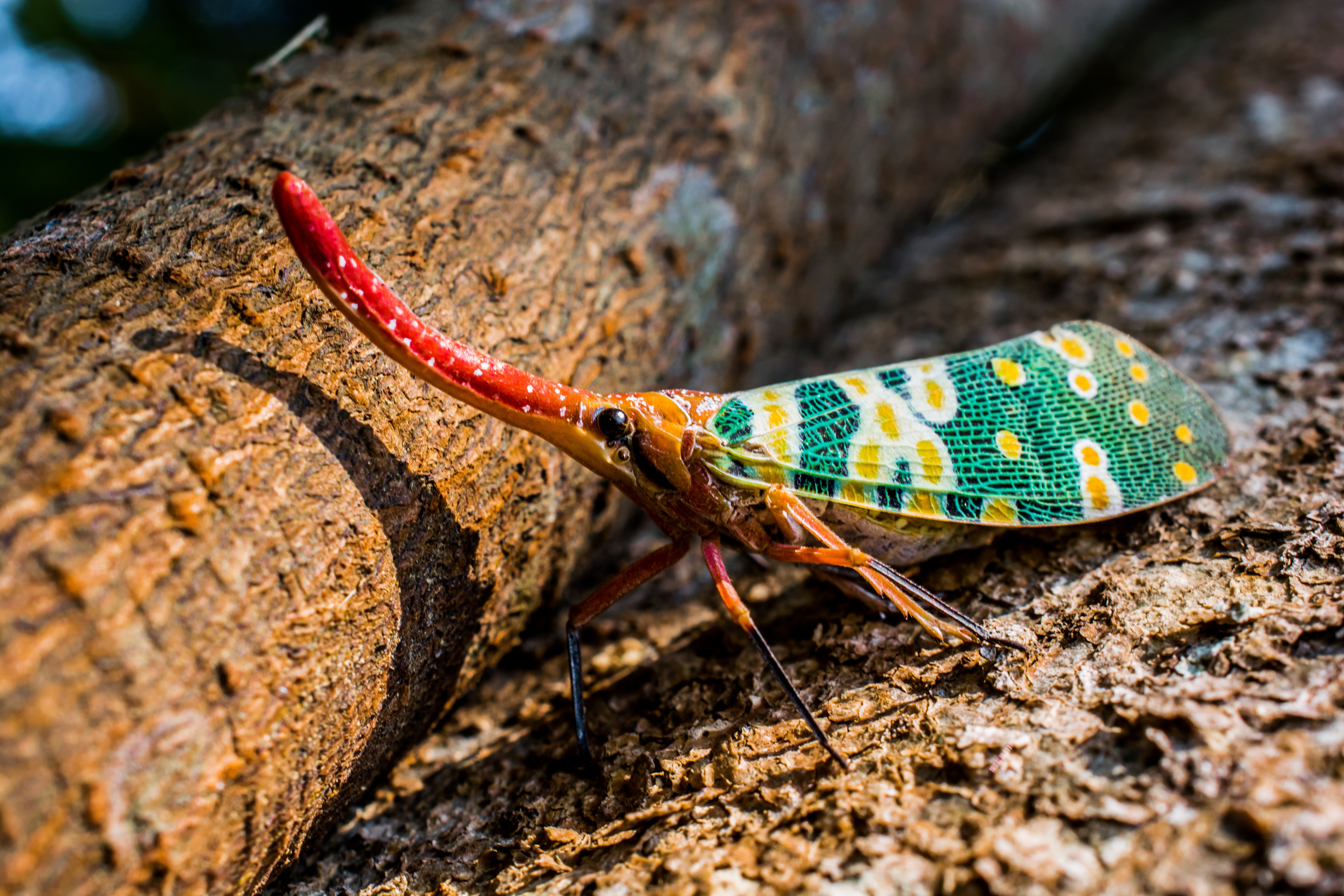 Free stock photos of canthigaster cicada · Pexels.