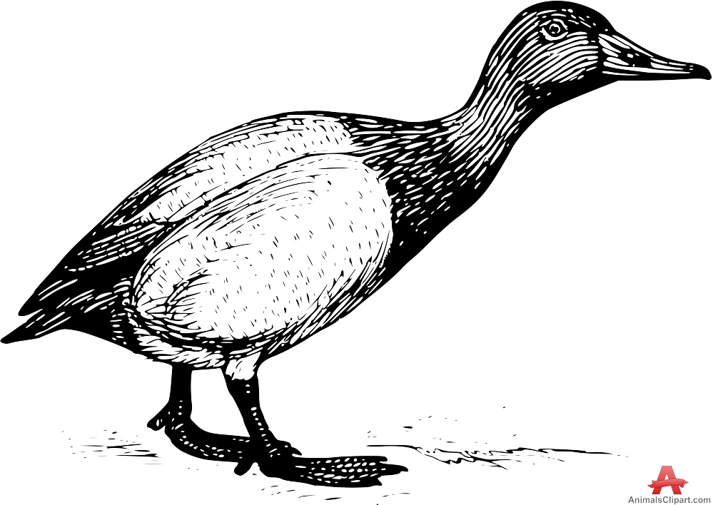 Canvasback Duck Drawing Clipart.