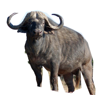 Download Free png Cape Buffalo PNG Clipart.
