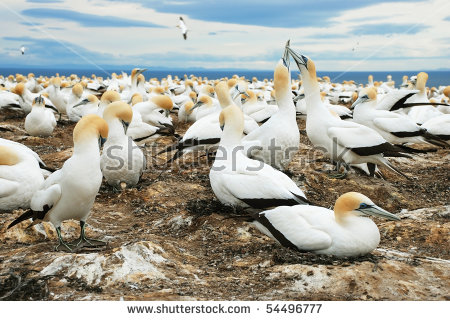 Gannets Cape Kidnappers Gannet Colony Hawkes Stock Photo 64374985.