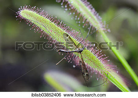 Stock Images of "Cape Sundew (Drosera capensis) with a trapped fly.
