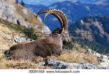 Stock Photograph of Capra, Capra ibex, Juniors, alpine, alpine.