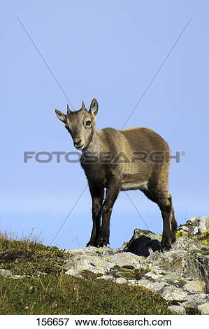 Picture of Alpine ibex.