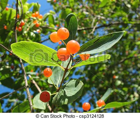 Pictures of Berries Tatarian honeysuckle (Lonicera tatarica.