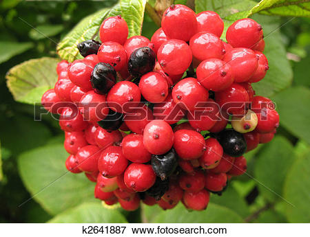 Picture of Fruits gordoviny Viburnum (Viburnum lantana), family.
