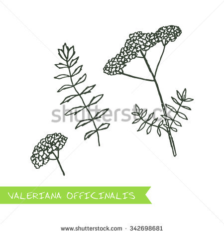Caprifoliaceae Stock Vectors & Vector Clip Art.