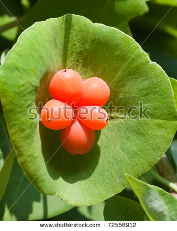 Honeysuckle Berries (Lonicera Caprifolium) Stock Photo 72556912.
