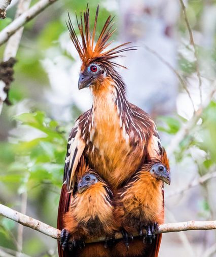 1000+ images about Birds of a feather on Pinterest.