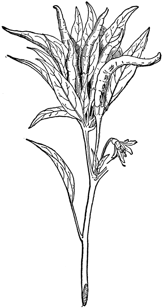 Fasciculatum Variety of Capsicum Annuum.