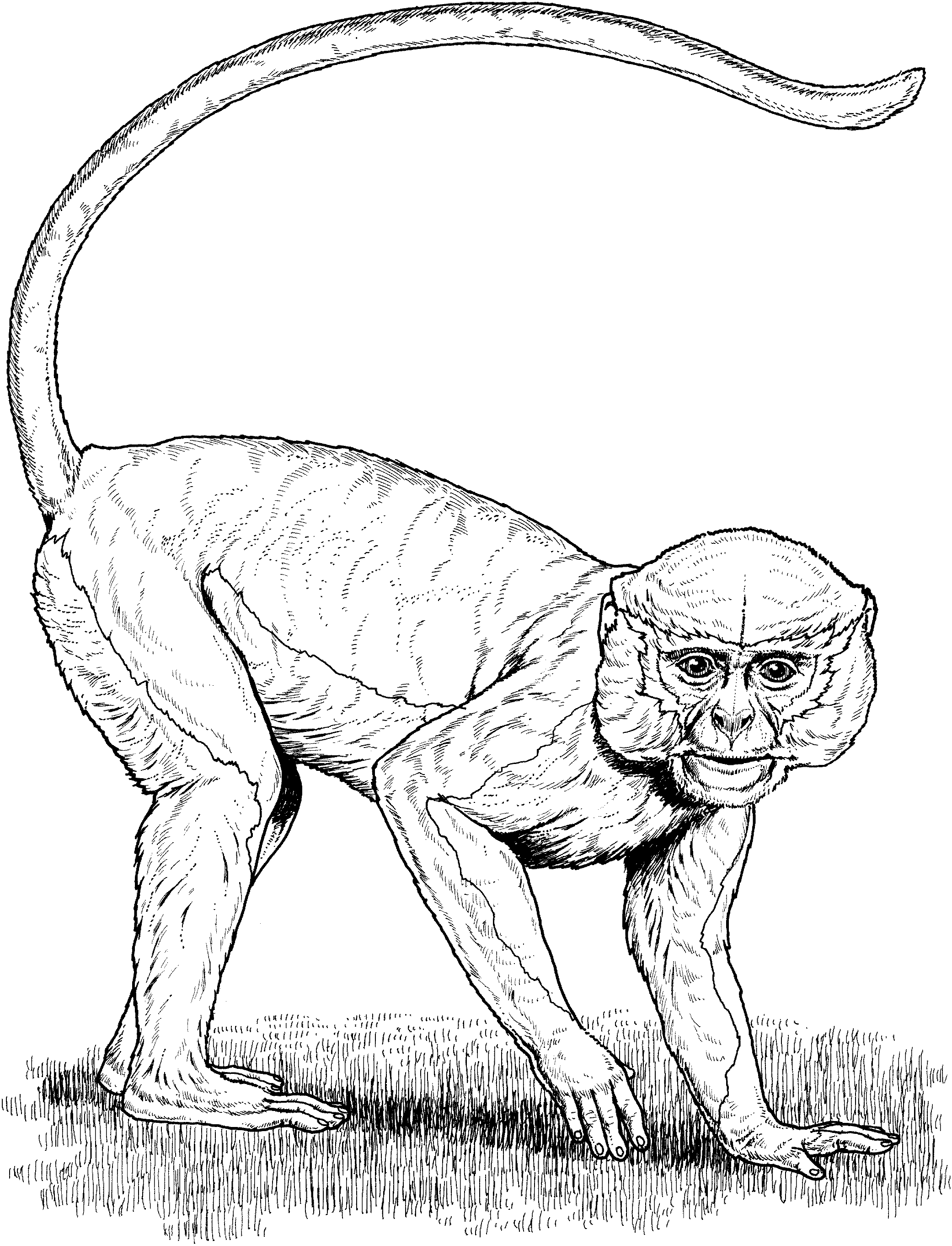 Monkey Coloring Pages.