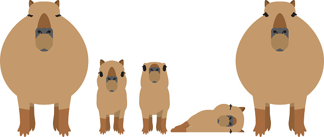 Capybara clipart 20 free Cliparts | Download images on Clipground 2022