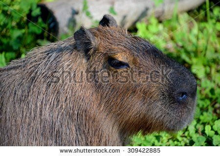 capybara clipart #70.
