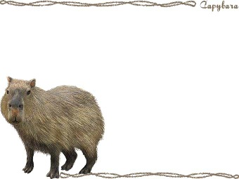 capybara clipart #21.
