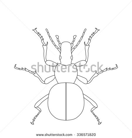 Ground Beetle Bug. Carabidae. Sketch Of Ground Beetle. Ground.