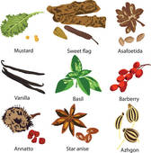 Stock Illustrations of Caraway seeds u59813760.