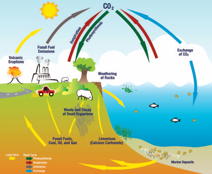 carbon cycle clipart 10 free Cliparts | Download images on Clipground 2021
