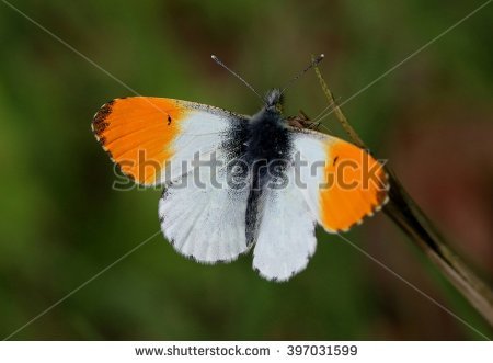 Wing Tip Stock Photos, Royalty.