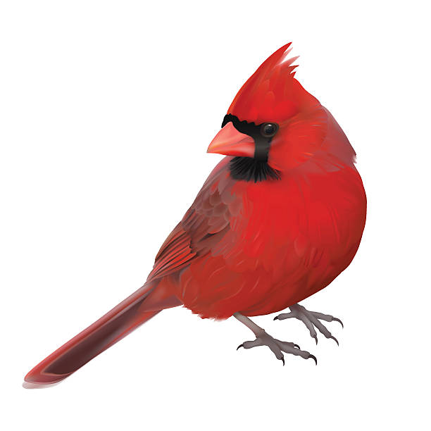 Winter Cardinal Clipart Free 10 Free Cliparts Download Images On