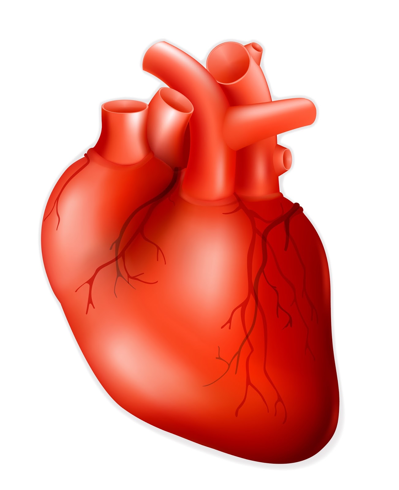Human Heart Heart Pacemaker #ZJnadN.