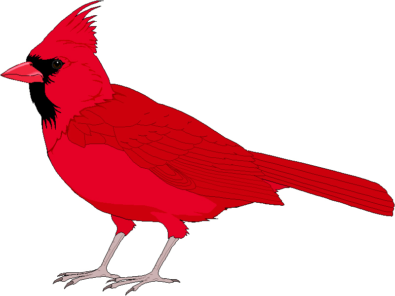 Winter Cardinal Bird Clipart.