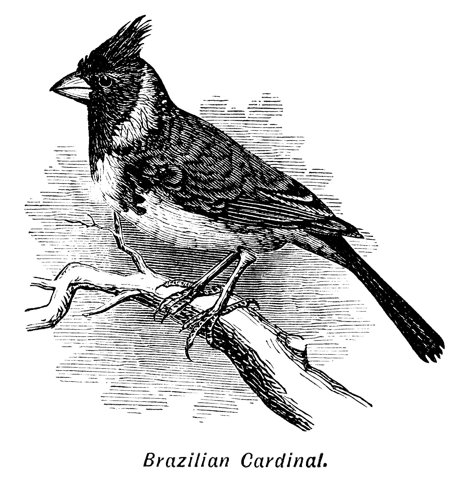 Brazilian Cardinal Bird Free Clip Art.