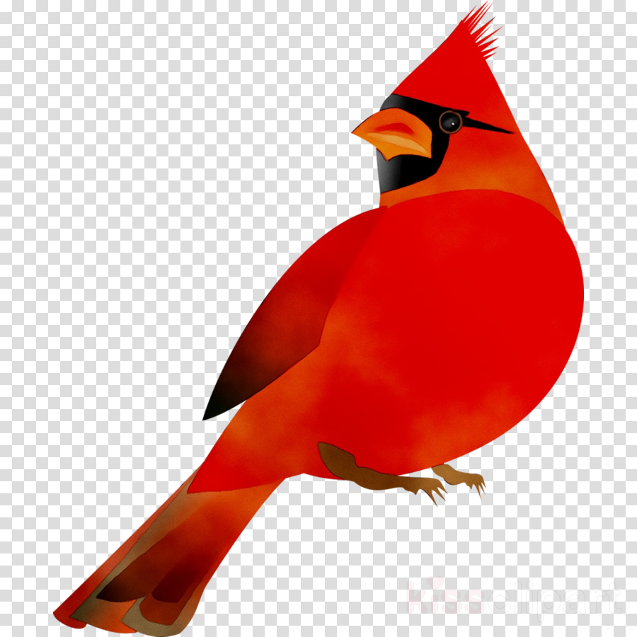 Cardinal Birdtransparent png image & clipart free download.