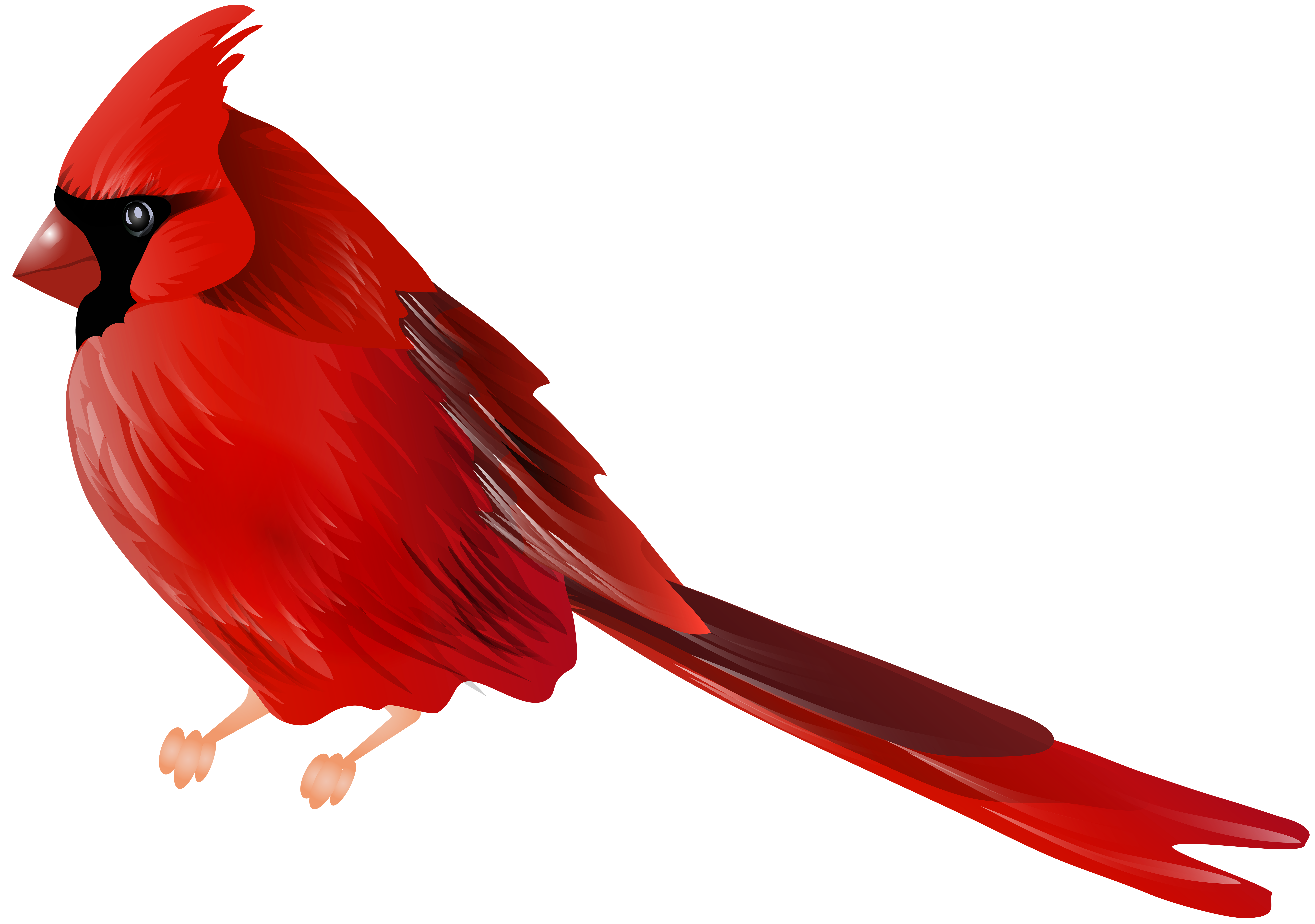 Cardinal Free Clipart 10 Free Cliparts Download Images On Clipground 2023
