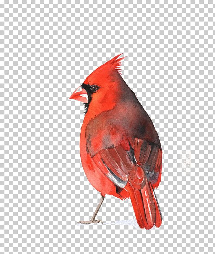 Watercolor Painting St. Louis Cardinals Art Bird PNG, Clipart.