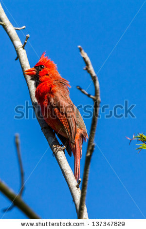 Cardinalidae Stock Photos, Royalty.