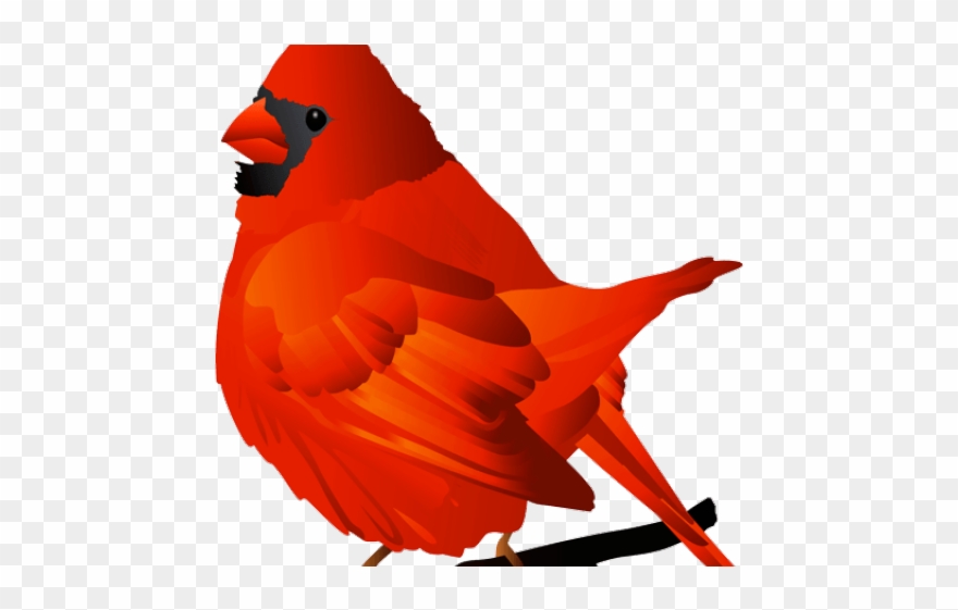 Arizona clipart cardinals for free download and use images in.