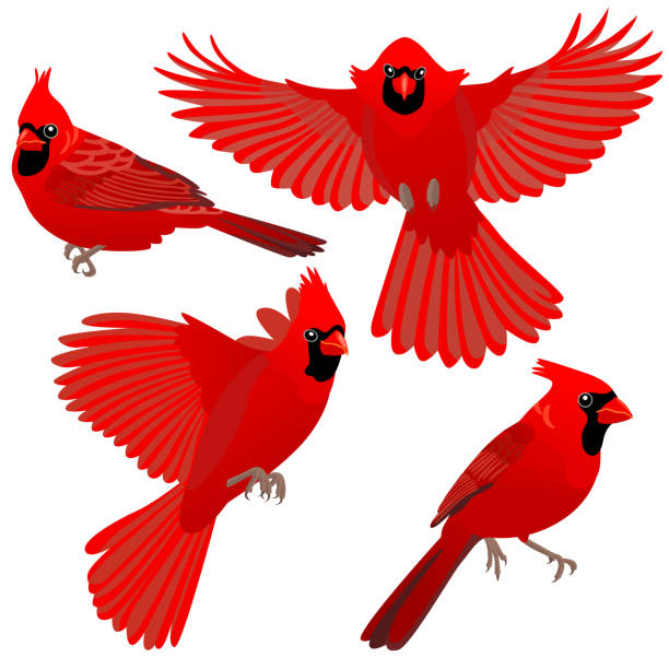Best Cardinal Illustrations, Royalty.
