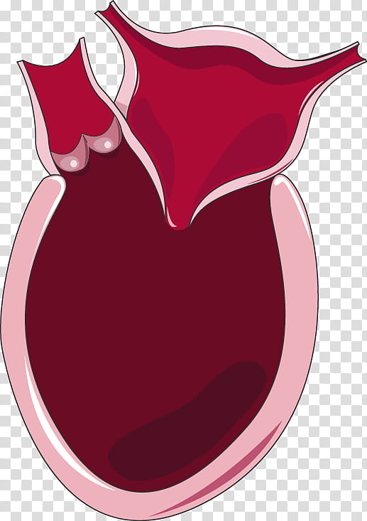 Heart Acute myocardial infarction Health Circulatory system.