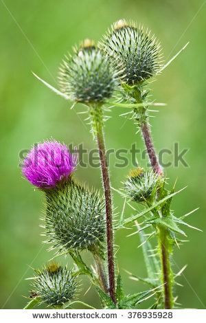 Carduus Stock Photos, Royalty.