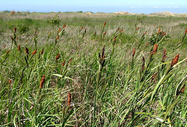 Carex acutiformis.