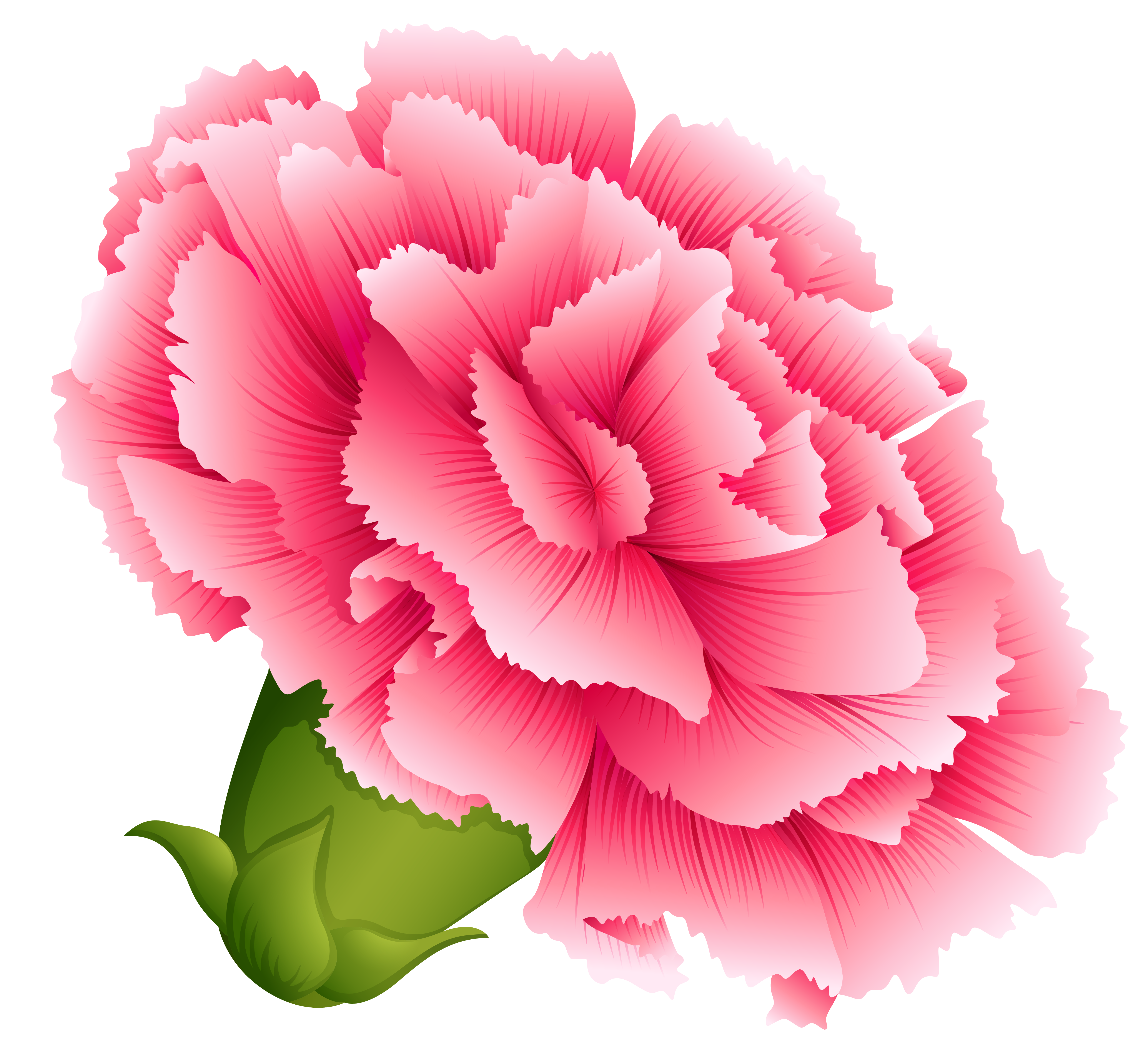 Pink Carnation PNG Clipart Image.