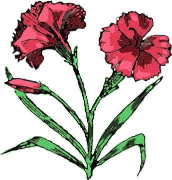 Free Carnation Clipart.