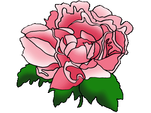 Pink carnation clipart.
