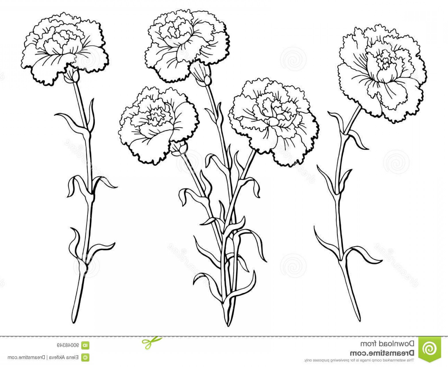 Stock Illustration Carnation Flower Graphic Black White.