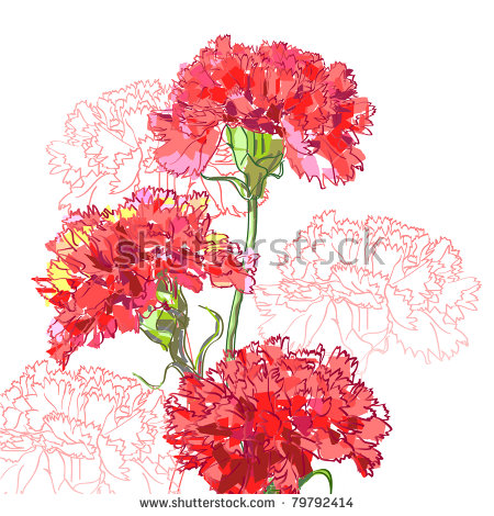 Carnation Flower Stock Photos, Royalty.
