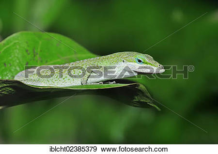 Stock Photograph of "Carolina Anole, Green Anole or Red.