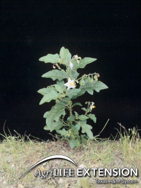 Plants of Texas Rangelands » Carolina horse nettle.