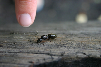 Carpenter Ant Removal and Extermination in Portland, Oregon.