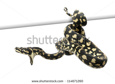 Jungle Carpet Python Stock Photos, Royalty.