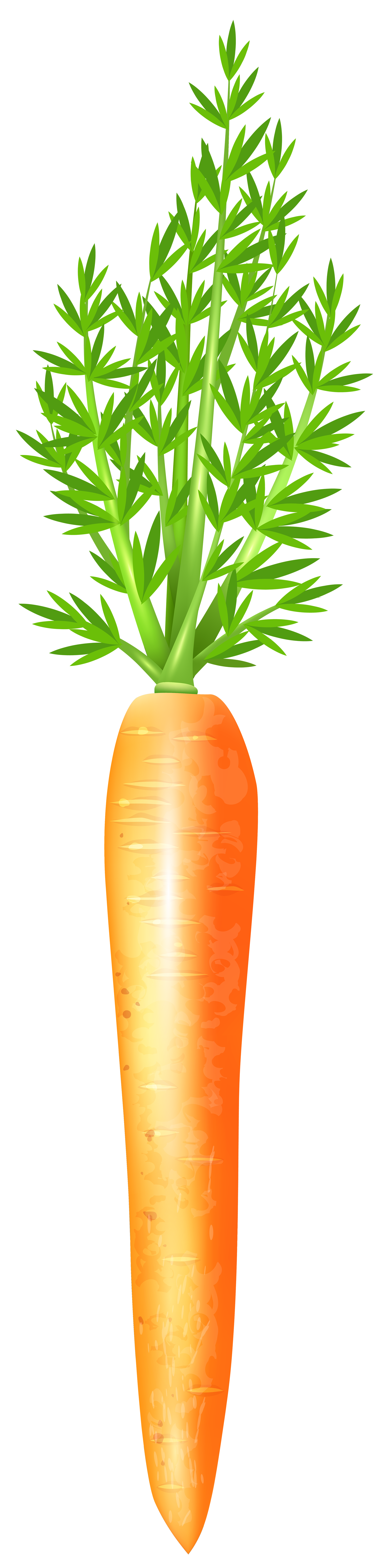 Carrot Free PNG Clip Art Image.