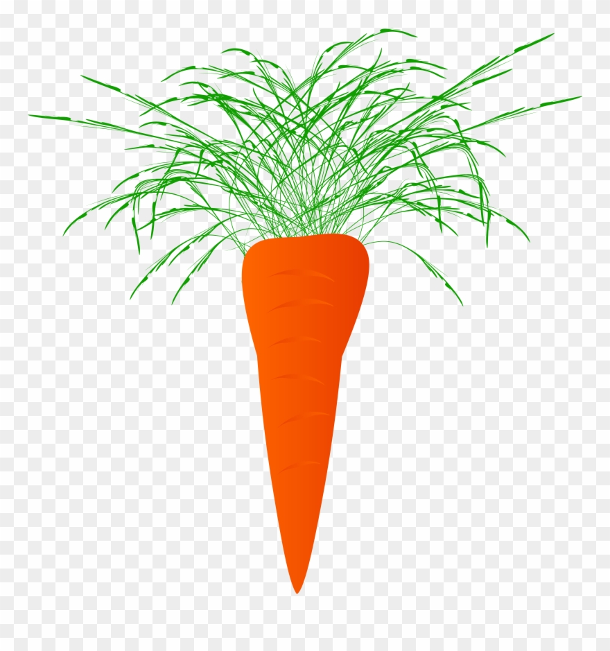 Carrots Carrot Plant Naciowa 1586302.