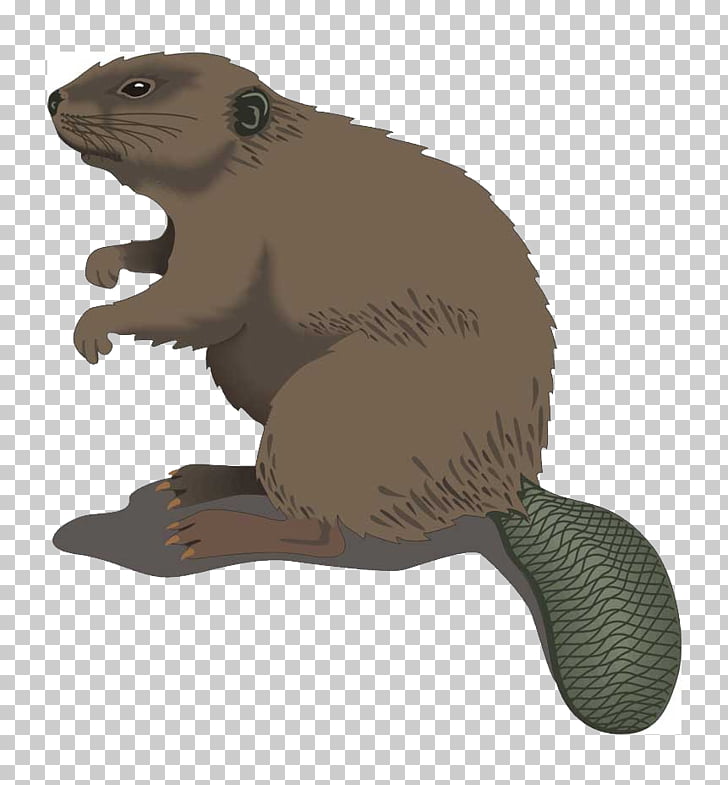 Beaver Cartoon , beaver PNG clipart.